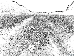 patate Disegni Da Colorare Stampabili